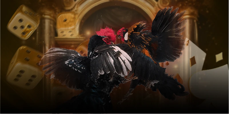 Tổng quan về sảnh đá gà  kim66 nơi tụ tập của các kê thủ